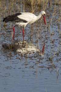 03-Camargue , cigogne_MG_7804