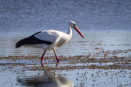 03-Camargue , cigogne_MG_7807