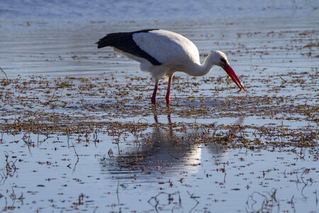 03-Camargue , cigogne_MG_7814