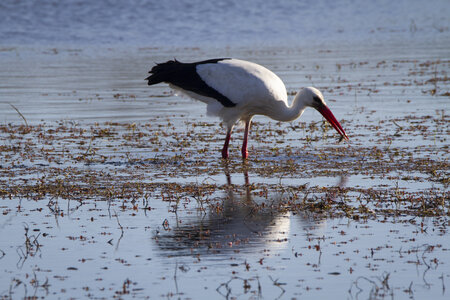 03-Camargue , cigogne_MG_7816