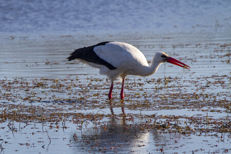 03-Camargue , cigogne_MG_7818