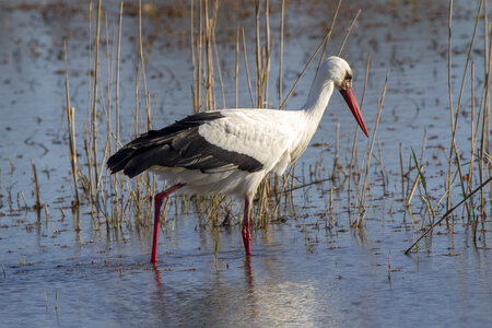 03-Camargue , cigogne_MG_7819