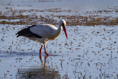 03-Camargue , cigogne_MG_7821