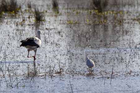 03-Camargue , cigogne_MG_7838