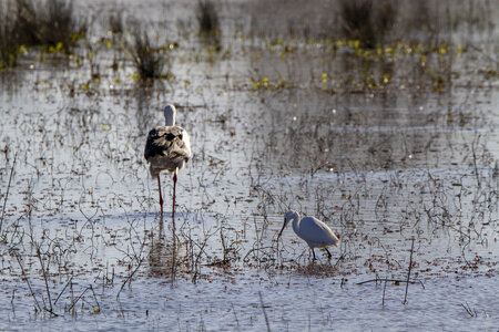 03-Camargue , cigogne_MG_7839