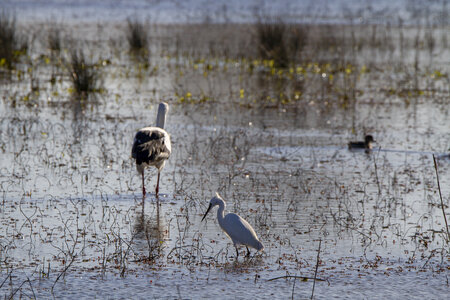 03-Camargue , cigogne_MG_7842