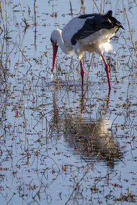 03-Camargue , cigogne_MG_7949