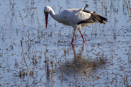 03-Camargue , cigogne_MG_7951