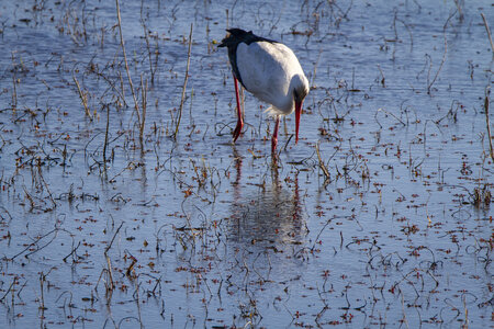 03-Camargue , cigogne_MG_7953