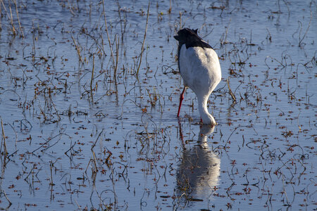 03-Camargue , cigogne_MG_7955