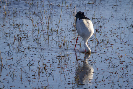 03-Camargue , cigogne_MG_7956