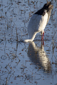 03-Camargue , cigogne_MG_7957