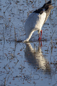 03-Camargue , cigogne_MG_7958