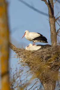 03-Camargue , cigogne_MG_7965