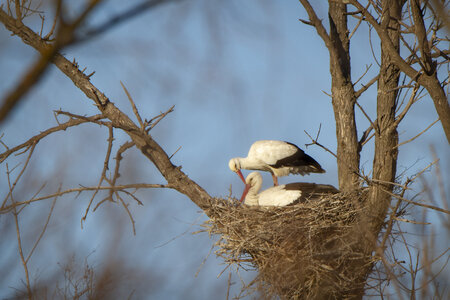 03-Camargue , cigogne_MG_7969