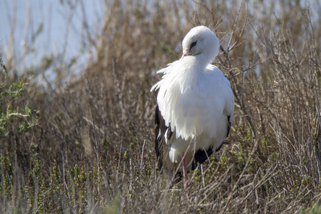 03-Camargue , cigogne_MG_8542