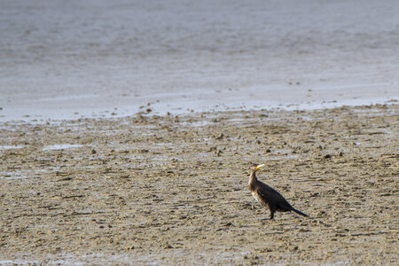 03-Camargue , cormoran_MG_8066
