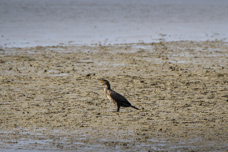 03-Camargue , cormoran_MG_8072