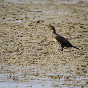 03-Camargue , cormoran_MG_8073