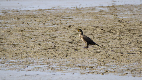 03-Camargue , cormoran_MG_8074