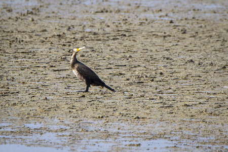 03-Camargue , cormoran_MG_8080