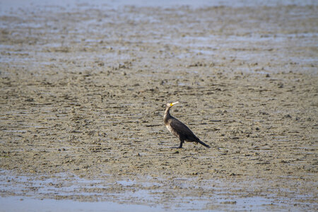 03-Camargue , cormoran_MG_8081