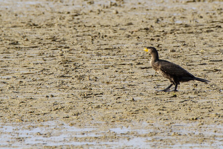 03-Camargue , cormoran_MG_8082