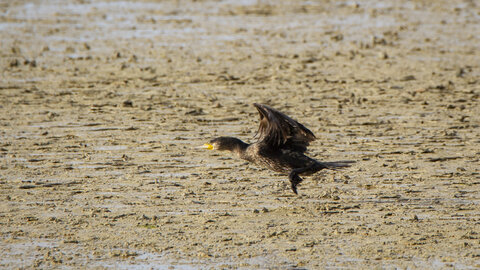 03-Camargue , cormoran_MG_8084