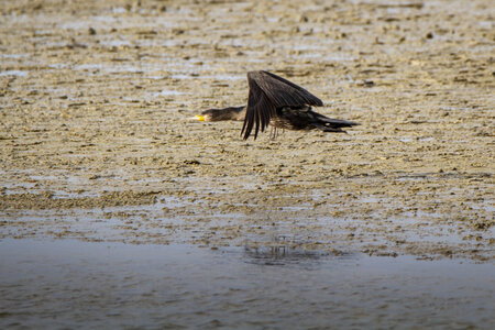 03-Camargue , cormoran_MG_8085