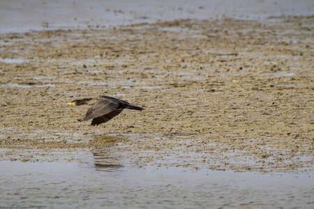 03-Camargue , cormoran_MG_8086