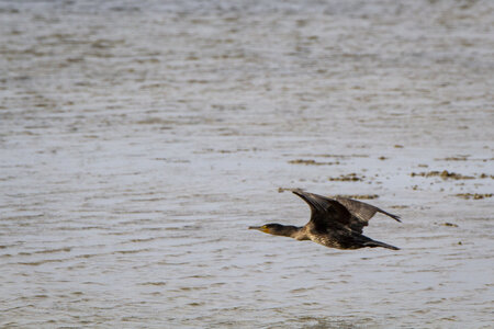 03-Camargue , cormoran_MG_8092