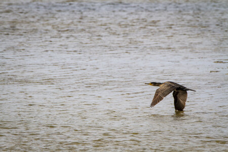 03-Camargue , cormoran_MG_8093