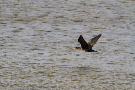 03-Camargue , cormoran_MG_8095