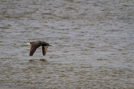 03-Camargue , cormoran_MG_8096