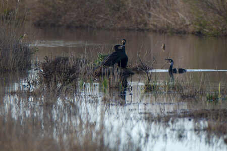 03-Camargue , cormoran_MG_9101