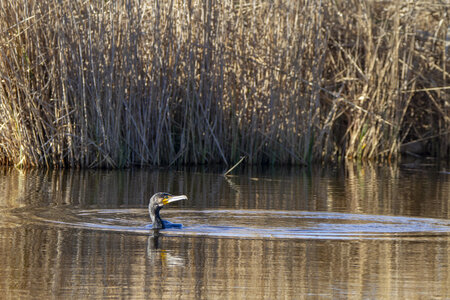 03-Camargue , cormoran_MG_9107