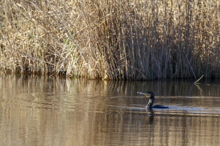 03-Camargue , cormoran_MG_9108