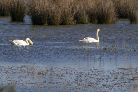 03-Camargue , cygne_MG_7738