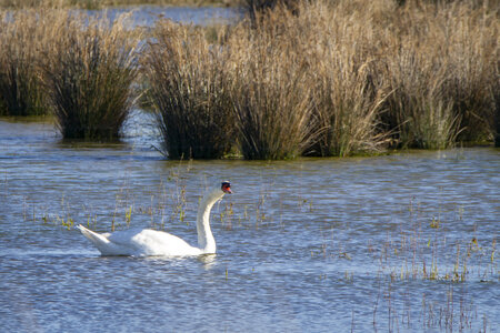 03-Camargue , cygne_MG_7742