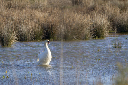 03-Camargue , cygne_MG_7748