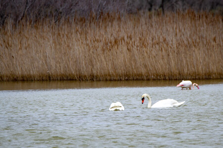 03-Camargue , cygne_MG_8405