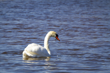 03-Camargue , cygne_MG_8636