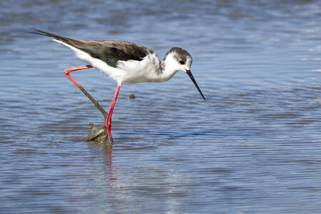 03-Camargue , Echasse_MG_8591-Modifier