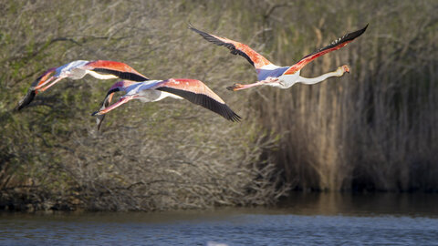 03-Camargue , flamand_MG_9283-Modifier-Modifier