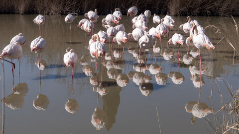 03-Camargue , flamant_1094724