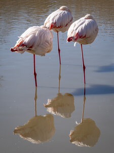 03-Camargue , flamant_1094725