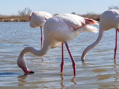 03-Camargue , flamant_1094727