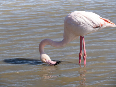 03-Camargue , flamant_1094728