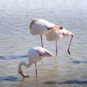 03-Camargue , flamant_1094730