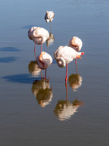 03-Camargue , flamant_1094737-Modifier